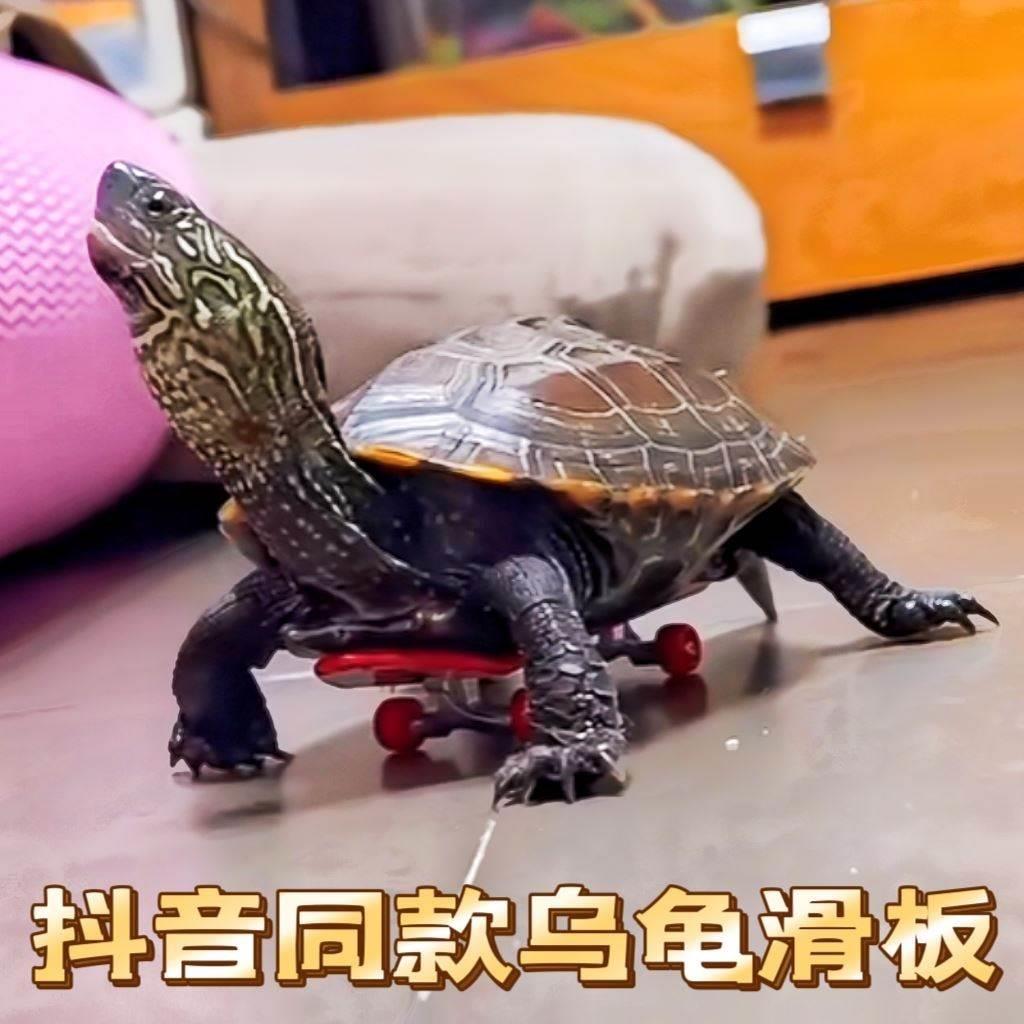 小乌龟滑板车手指指尖迷你玩具鹦鹉滑板模型挂件抖音同款网红宠物