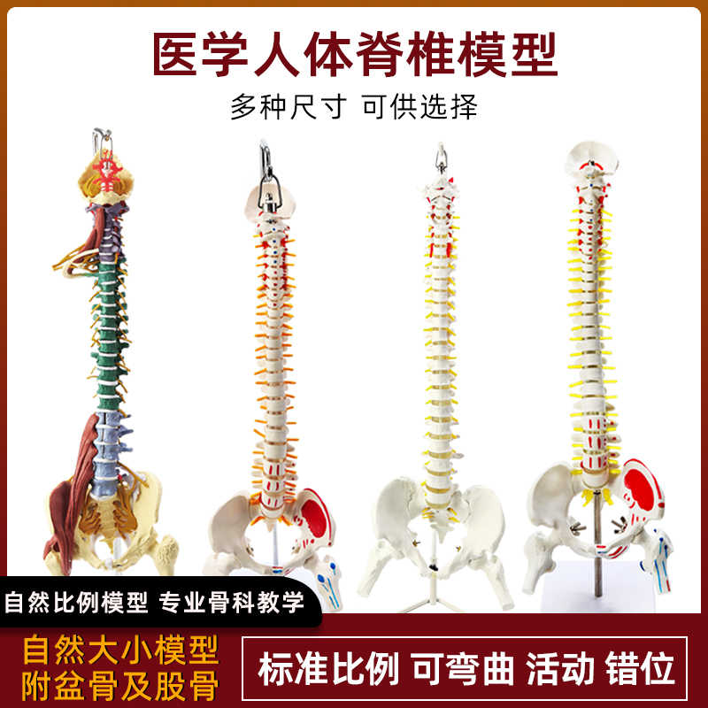 人体骨架腰椎颈椎仿真脊柱解剖可弯曲医学神经骨骼教学脊椎骨模型