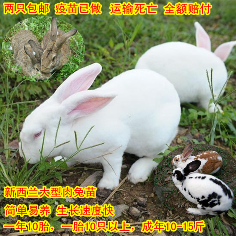 兔子活兔子家养兔子苗月月兔正宗大型肉兔新西兰兔比利时兔巨兔