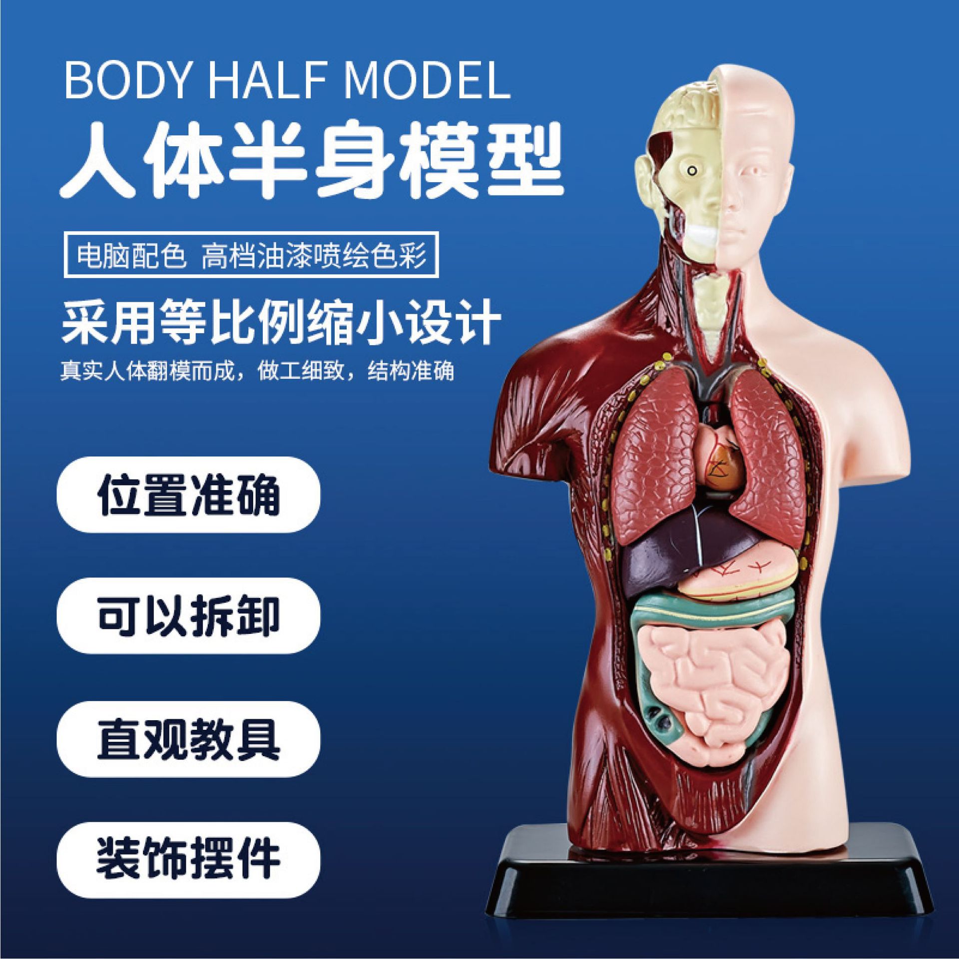 人体器官模型五脏六腑内脏立体玩具可拆卸拼装仿真医学身体骨骼架