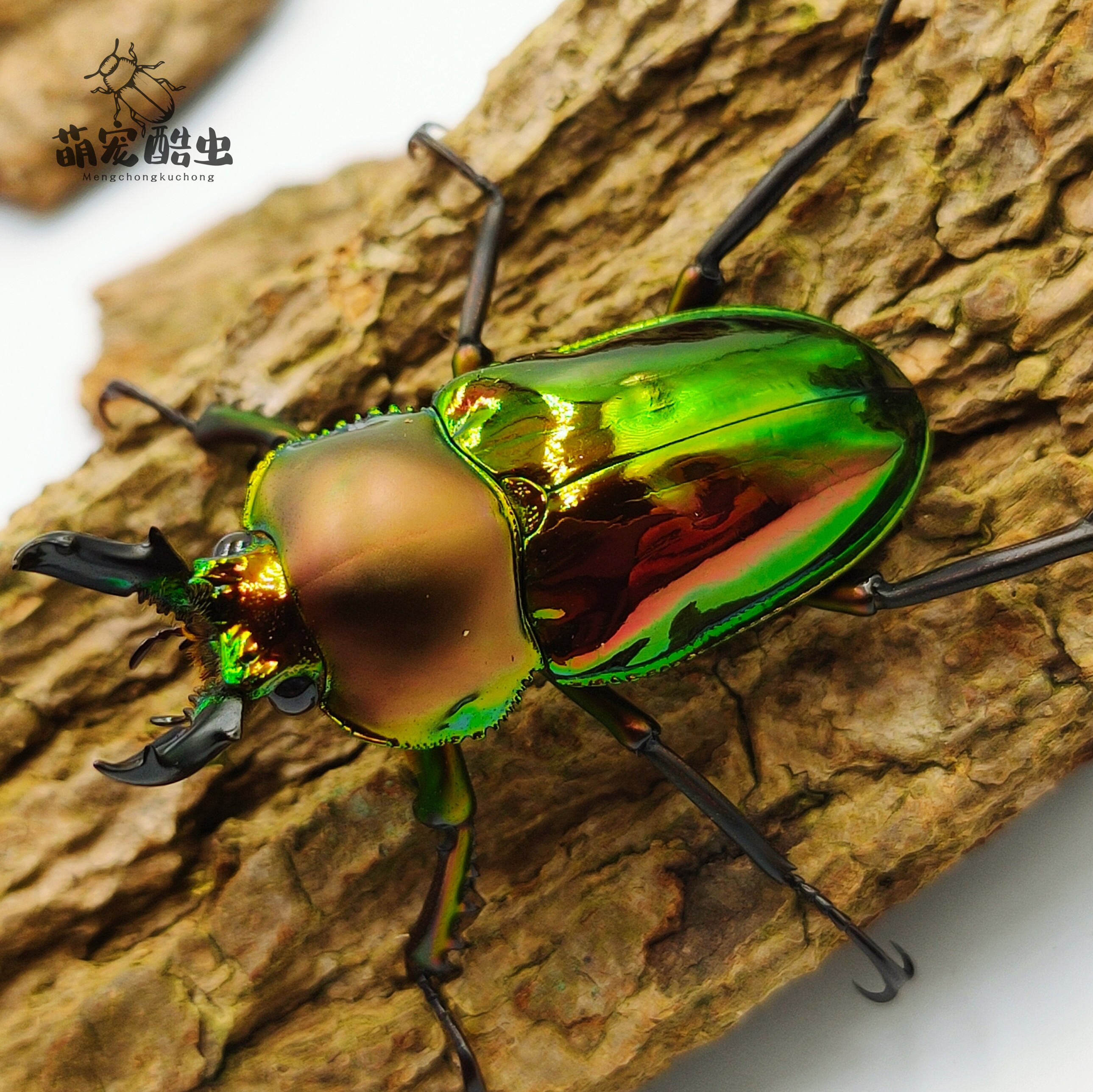 澳洲彩虹锹甲幼虫（拍前请联系客服）  甲虫 幼虫  锹甲 花金龟