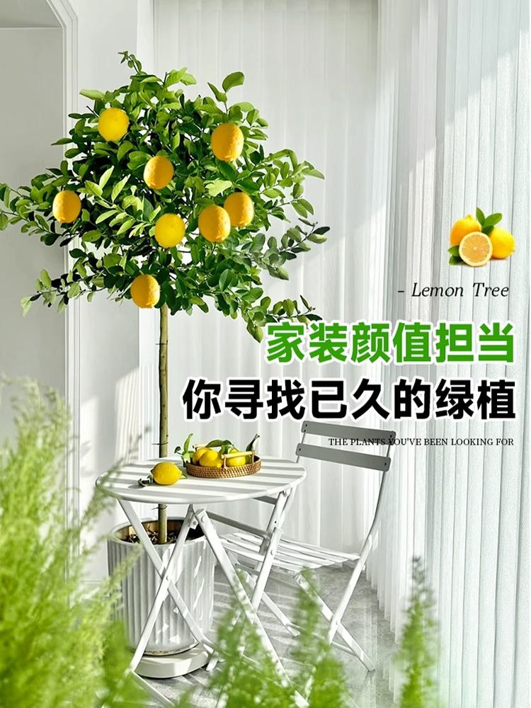 盆栽香水柠檬树果苗可食用庭院阳台大型绿植花卉植物带果发四季开