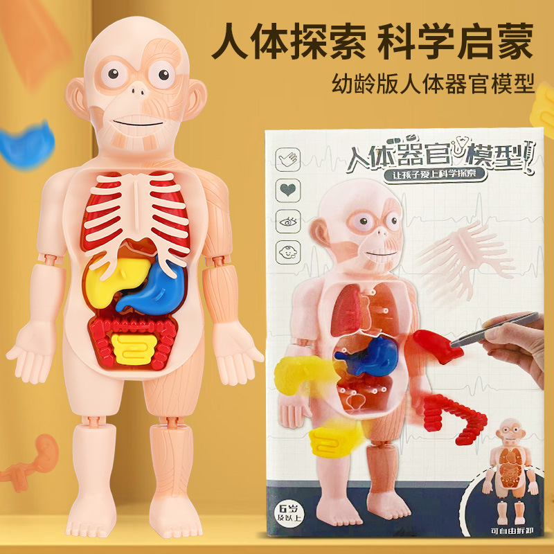 人体结构模型医学仿真内脏解剖器官骨骼拆卸拼装躯干儿童科教玩具