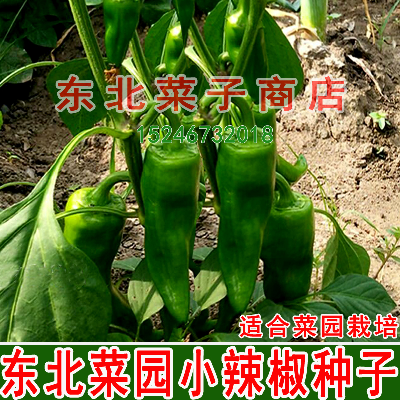 新东北辣椒干鲜两用尖椒种子 小辣椒甜椒牛角椒羊角椒菜椒种子