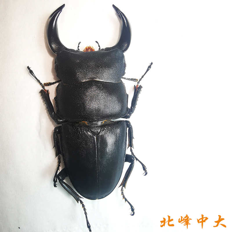 北峰中大成虫锹甲锹形虫幼虫中国大锹甲活体昆虫标本原虫