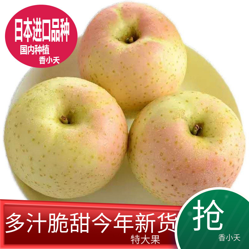 出口正宗翡翠红王林苹果现摘新鲜孕妇水果送礼日本青森脆甜稀有大