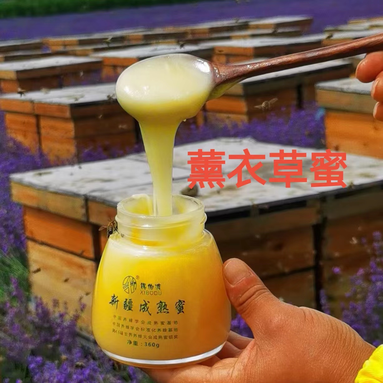 锡伯渡蜂蜜 新疆阿勒泰自然成熟蜜 43度纯正蜂蜜 360g/瓶