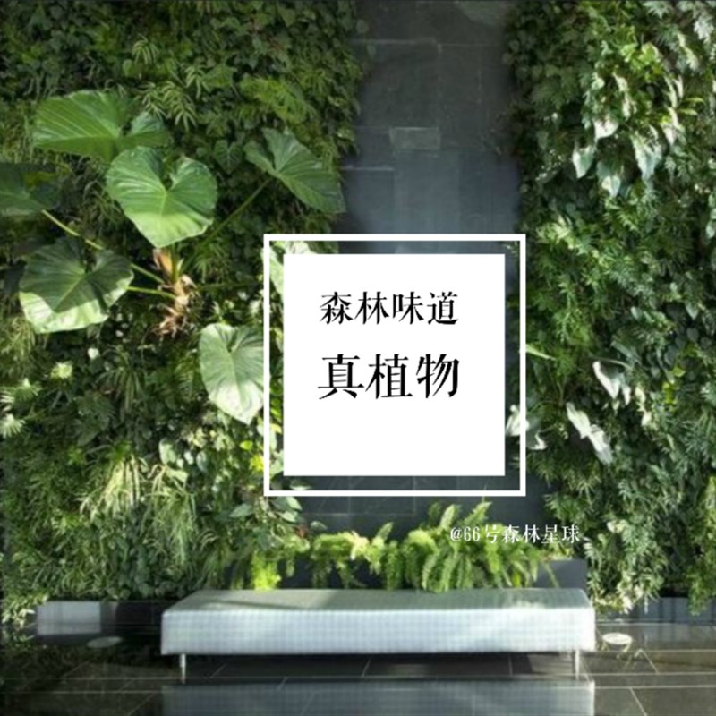 新品66号森林星球定制创意智能真植物墙自动浇水绿植隔断背景立体