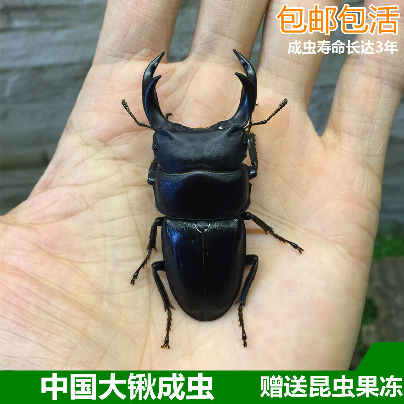 中国大锹 新手入门昆虫宠物 中华大锹扁锹甲 成虫活体独角仙甲虫